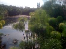 Tratto del fiume Ciane